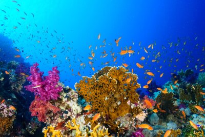 Obraz Morze Czerwone i rafa koralowa w Egipcie