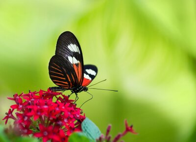 Obraz Motyl i kwiat