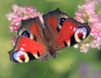 Obraz Motyl na kwiatku
