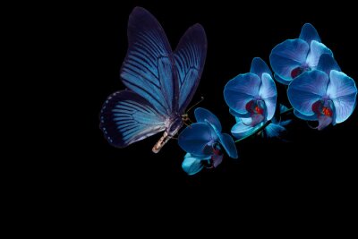 Obraz Motyl spijający nektar z niebieskich kwiatów