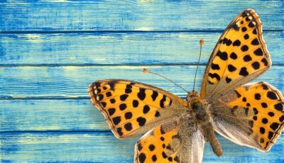 Obraz Motylek na niebieskim drewnie