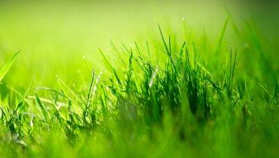 Obraz Nasłoneczniona trawa