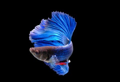 Obraz Niebieska ryba na czarnym tle