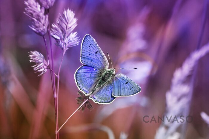 Obraz Niebieski motyl i natura