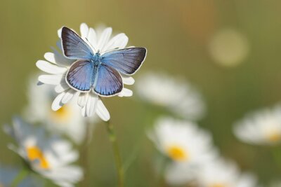 Obraz Niebieski motyl na białym kwiatku