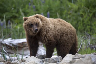 Obraz Niedźwiedź brunatny w lesie