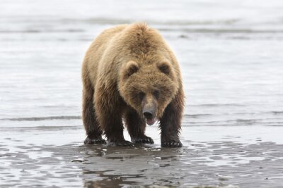 Obraz Niedźwiedź brunatny w wodzie