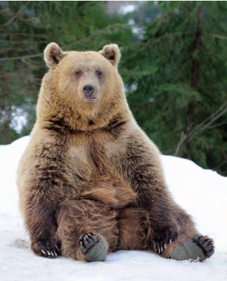 Obraz Niedźwiedź w lesie zimą