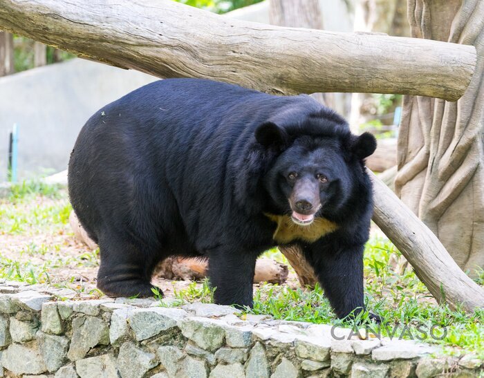 Obraz Niedźwiedź w zoo