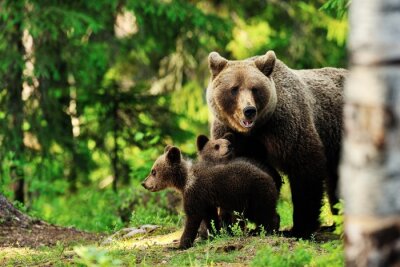 Obraz Niedźwiedź z rodziną
