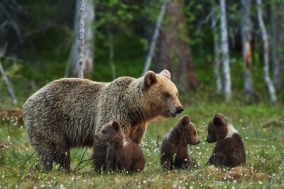 Obraz Niedźwiedzica z młodymi