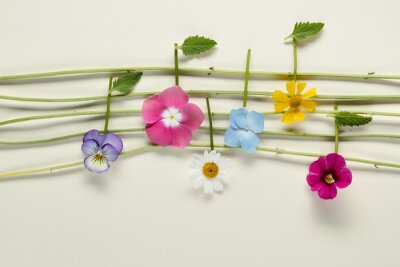 Obraz Nuty z polnych kwiatów
