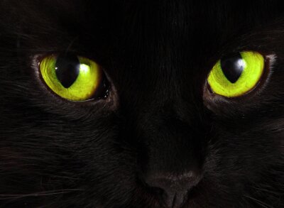 Obraz Oczy czarnego kota