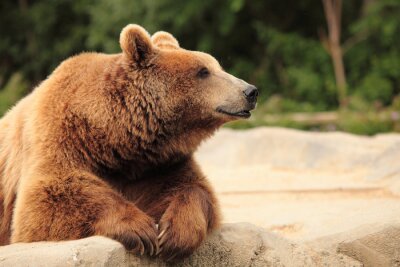 Obraz Odpoczywający niedźwiadek