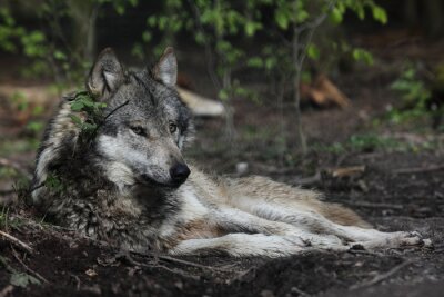 Obraz Odpoczywający wilk