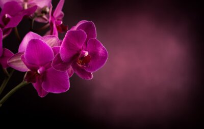 Obraz Orchidea w ciemnych barwach