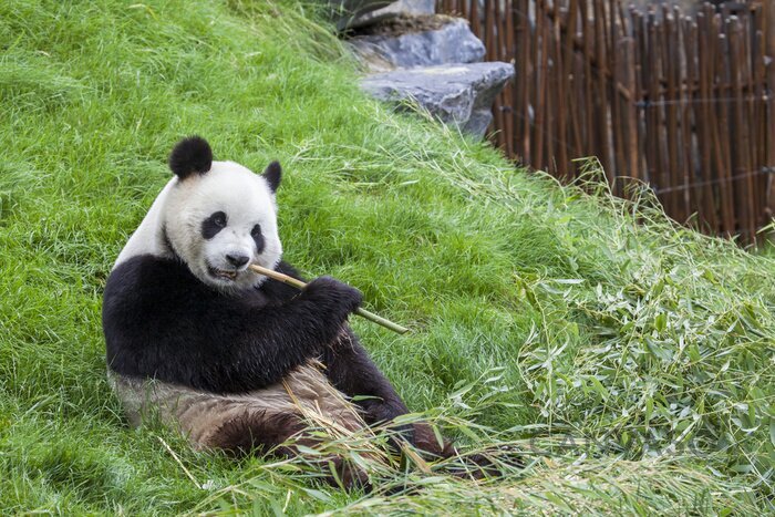 Obraz Panda i gałązki bambusa