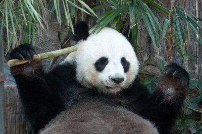 Obraz Panda i liście bambusa