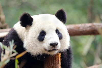 Obraz Panda na drewnie