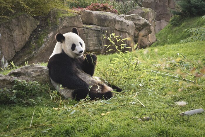 Obraz Panda na trawie