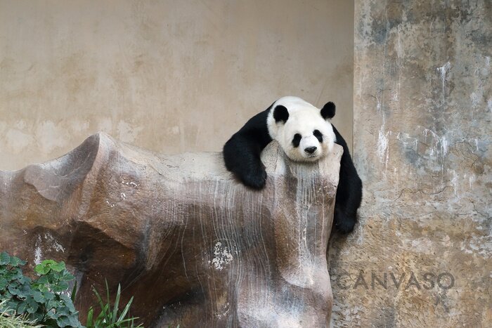 Obraz Panda odpoczywająca na kamieniach