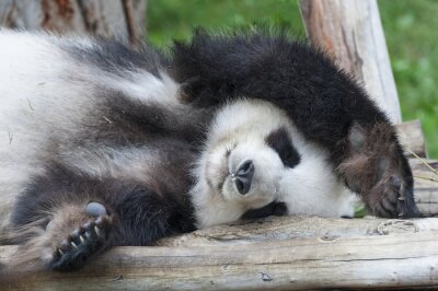 Obraz Panda śpiąca na drzewie