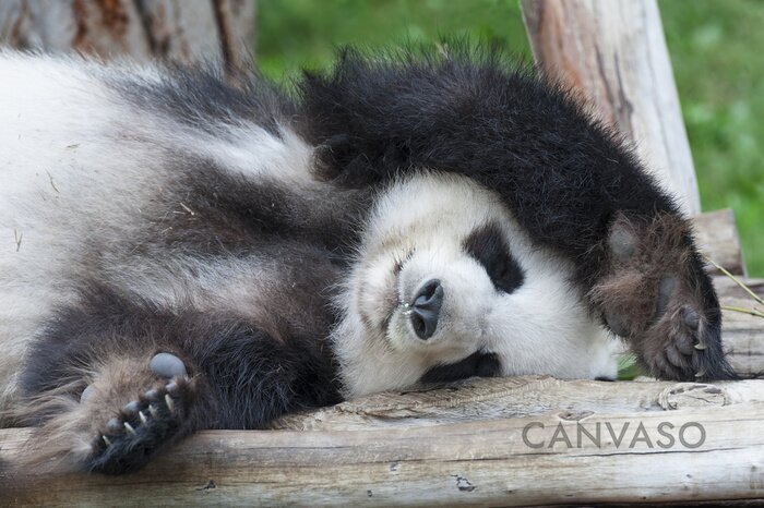 Obraz Panda śpiąca na drzewie