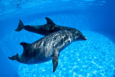 Obraz Para delfinów pod wodą