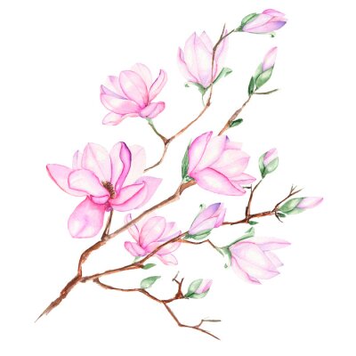 Obraz Pastelowa magnolia