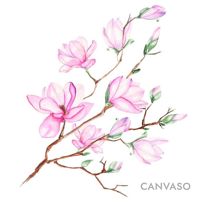 Obraz Pastelowa magnolia