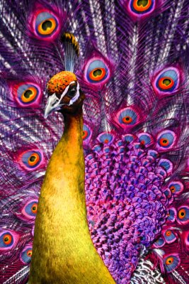 Obraz Peacock