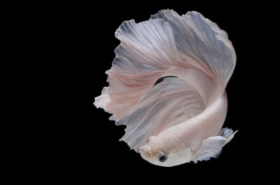Obraz Piękna biała ryba