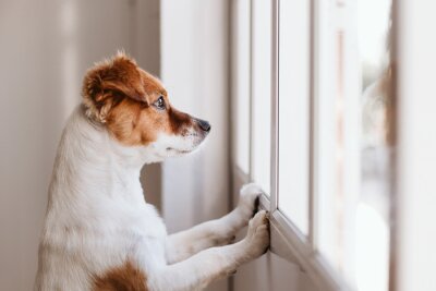 Obraz Pies patrzący przez okno