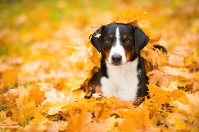 Obraz Pies w jesiennych liściach