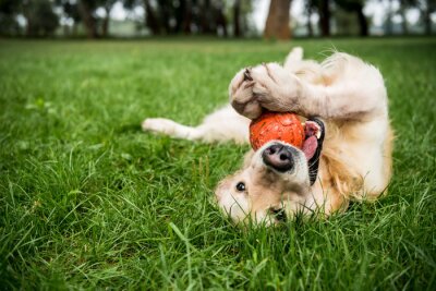 Obraz Pies z piłką na trawniku