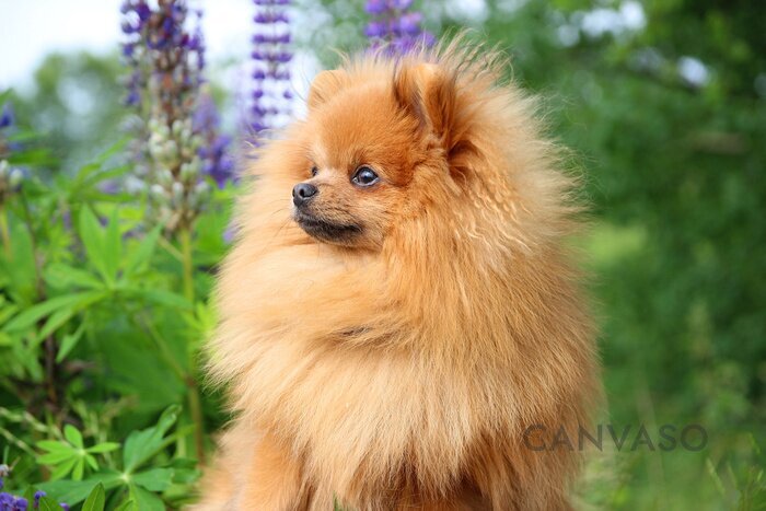 Obraz Piesek pomeranian