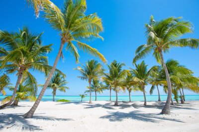 Obraz Plaża tropikalna z palmami