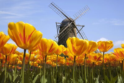 Obraz Pole żółtych tulipanów
