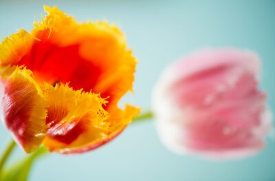 Obraz Pomarańczowy tulipan na jasnym tle