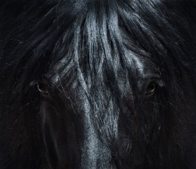Obraz Portret czarnego konia andaluzyjskiego z bliska
