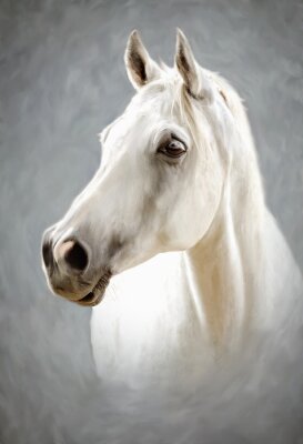 Obraz Portret siwego konia jak malowany