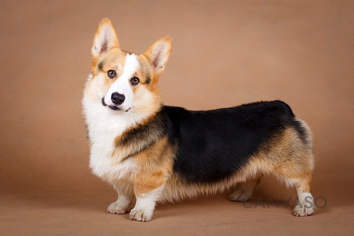 Obraz Pozujący pies corgi