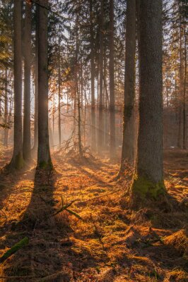 Obraz Promienie słońca w jesiennym lesie