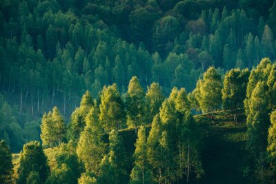 Obraz Promienie słoneczne nad zielonym lasem