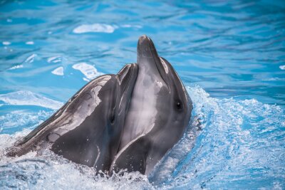 Obraz Przytulające się delfiny