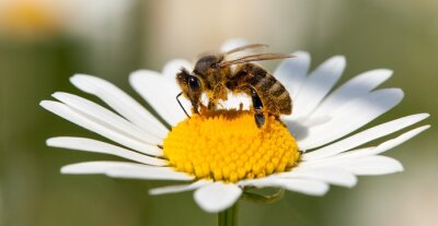 Obraz Pszczoła siedząca na stokrotce