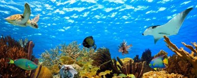Obraz Rafa koralowa i ocean kolorowy