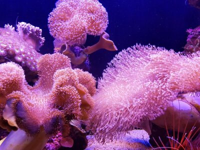 Obraz Rafa koralowa różowa