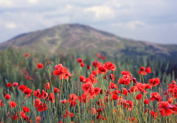 Obraz Red poppies in mountains