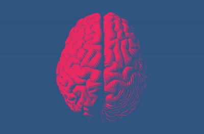 Obraz Retro rycina zdrowego mózgu